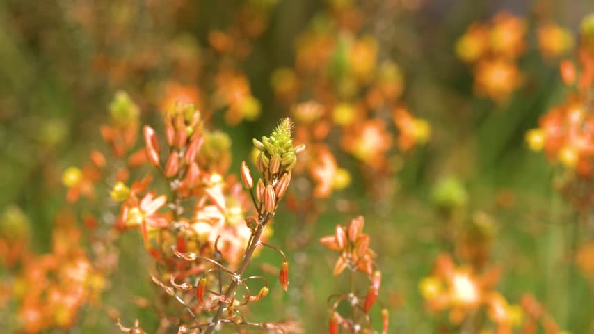 Close-up of orange Bulbine frutescens flowers swaying in bright sunlight with blurred garden background.