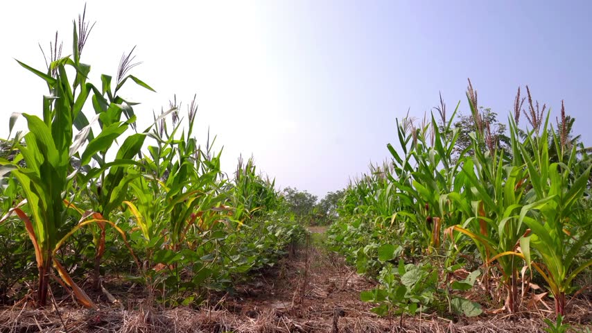 A plantation with rows of corn plants.