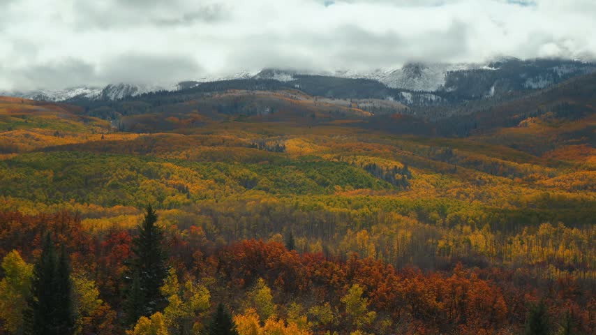 Aerial View of Golden Autumn Aspen Forest Below Snow Capped Mountains