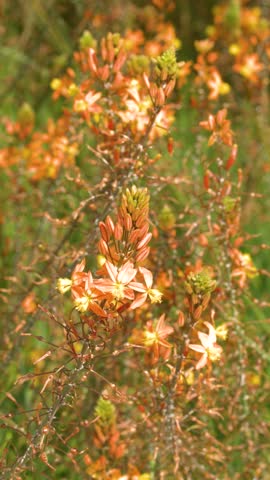 Close-up of orange Bulbine frutescens flowers swaying gently in bright sunlight in Cassis, France.
