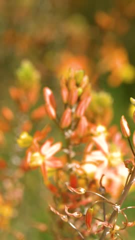 Close-up of orange Bulbine frutescens succulent flowers swaying gently in bright sunlight, Cassis, France.