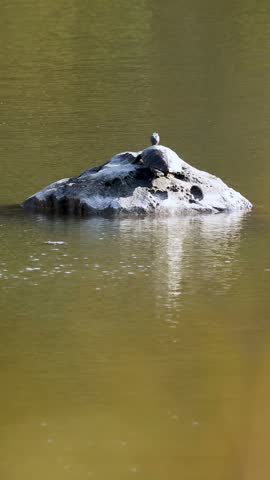 A turtle sunbathes on a rock in a calm pond within a Tokyo Japanese garden.
