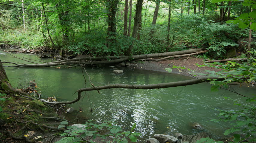 Slow greenish creek water curves through dense summer trees, with long branches stretching across the channel and rocks along the muddy bank.