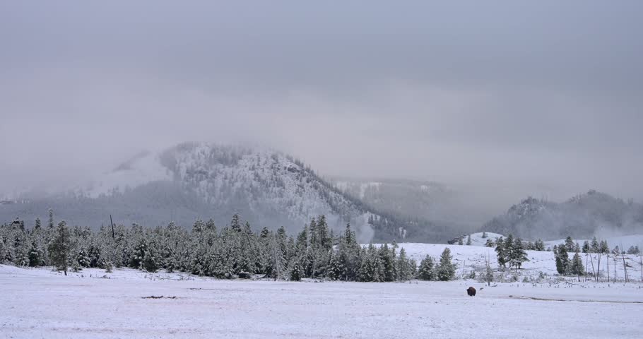 A lone bison moves across a vast snow-covered Yellowstone landscape, framed by trees, a mountain and a dramatic cloud-filled sky, creating an expansive winter wilderness scene.