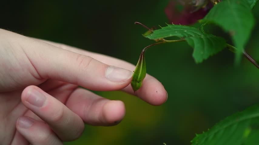 Hand gently touching an impatiens seed pod, triggering its explosive dehiscence and scattering seeds, illustrating nature