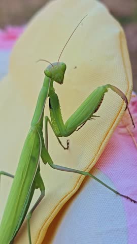 Vertical macro shot of a green praying mantis stretched on its legs, looking directly at theertical macro shot of a green praying mantis stretched on its legs, looking directly at the camera outdoors.