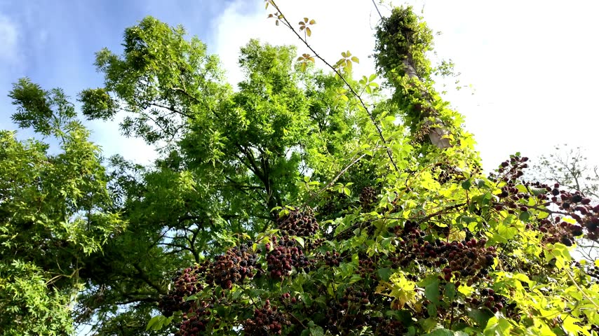 Bunches of blackberries hanging as they ripen from red to black.