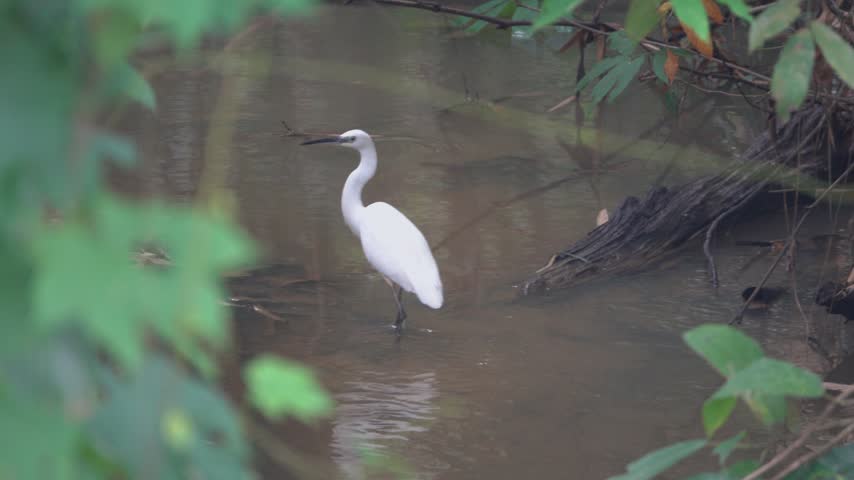 A dried-up tropical stream during the winter dry, vines and a meadow. The great white heron in the vegetable window. Mountainous Thailand