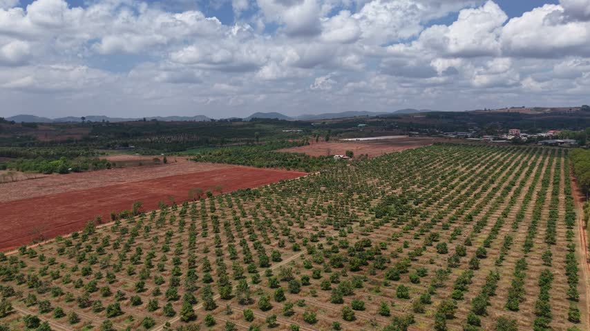 Peaceful aerial view of a tree plantation under overcast skies with rolling hills in the background.