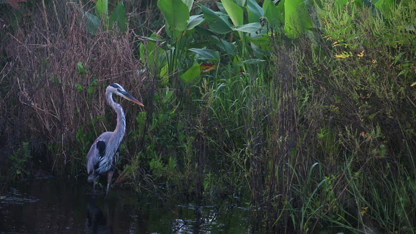 Great Blue Heron takes flight