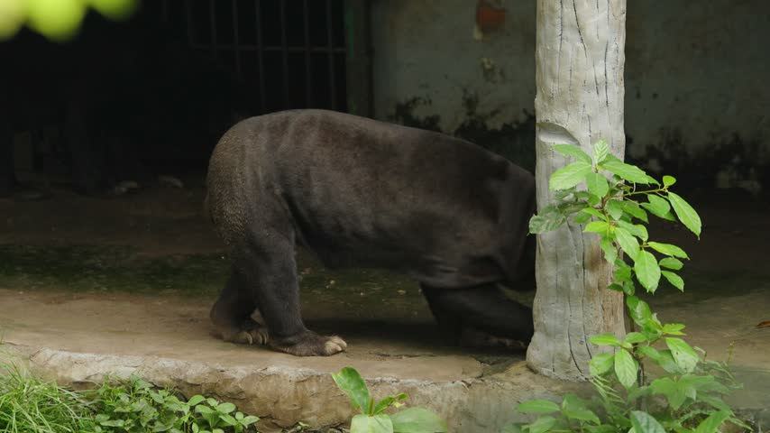 Malayan sun bear walking slowly through its enclosure, showing the compact black body, pale muzzle and distinctive physical features of the tropical Asian bear.