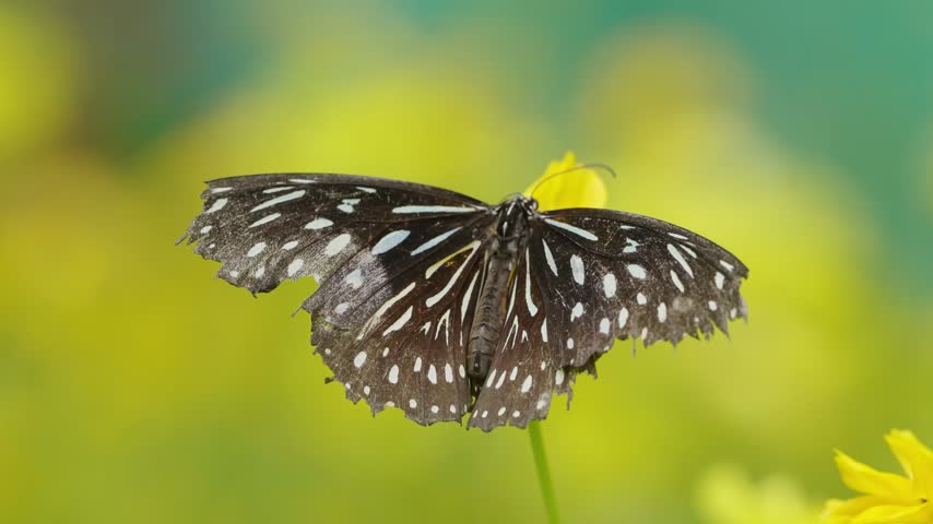 Macro rear view of a dark butterfly spreading its worn wings, showing pale blue and white markings and intricate wing texture against a vibrant yellow and green blurred background.