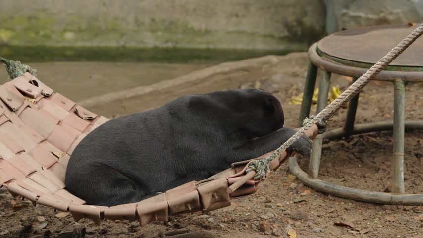 Malayan sun bear resting comfortably on a suspended hammock, lying on its side with a relaxed posture inside an animal enclosure.