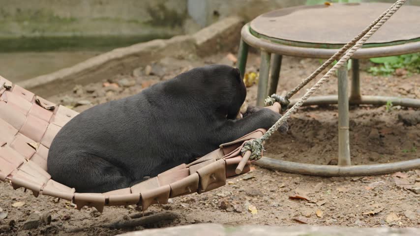 Malayan sun bear lying comfortably on a suspended hammock, resting its head on its foreleg while relaxing inside an animal enclosure.