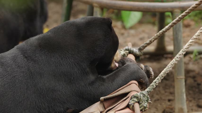 Close-up of a Malayan sun bear grooming itself while resting on a hammock, using its mouth and paws during a natural self-care behavior.