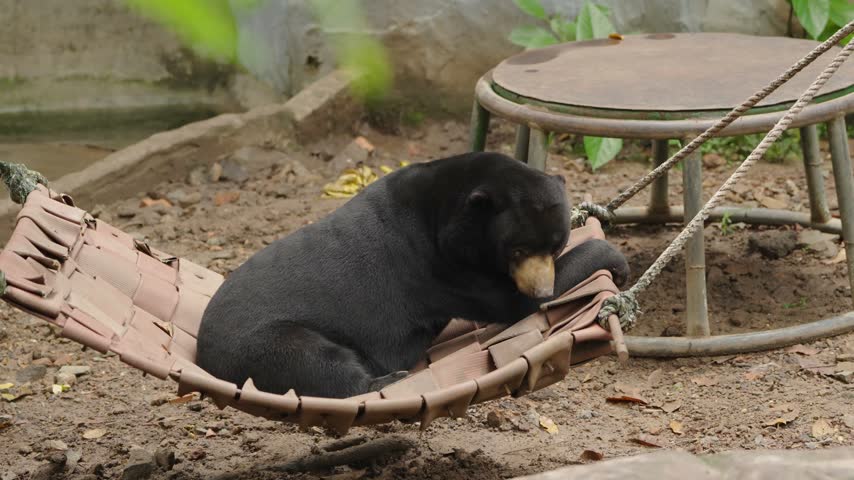 Malayan sun bear sitting and relaxing on a suspended hammock, facing toward the camera with its forelegs resting along the edge.