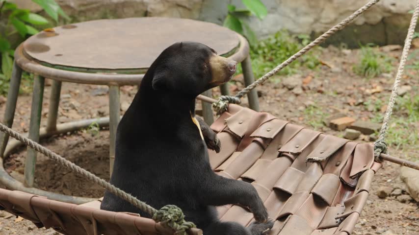 Malayan sun bear sitting upright on a suspended hammock and looking around its enclosure, showing a relaxed and curious posture.