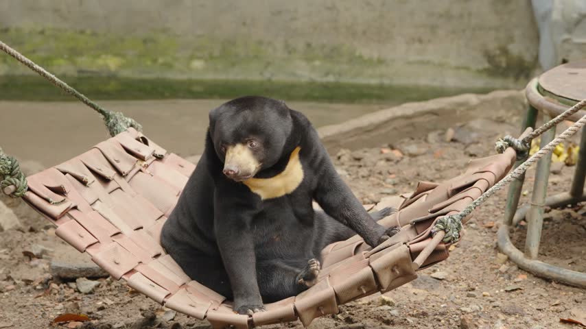 Malayan sun bear sitting upright on a hammock while grooming its foreleg, displaying its flexible posture and natural self-grooming behavior.