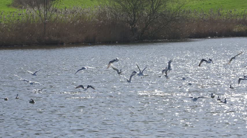 Gulls, mostly Black Headed Gulls (Chroicocephalus ridibundus) flying low over a lake. August, Kent, UK [Slow motion x5] 