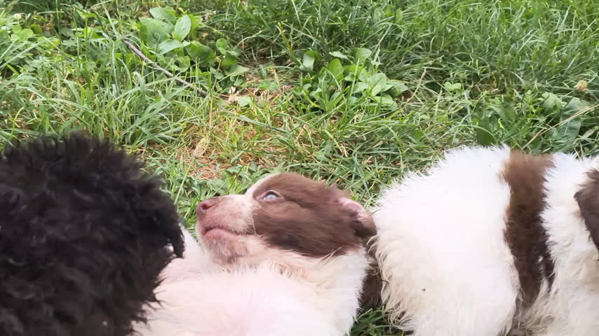 A black curly-coated puppy and a brown and white puppy nip and tumble together playfully on green grass, then sit calmly side by side on a rain-soaked stone path in a garden in Italy