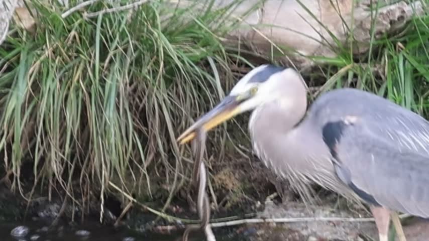 Great Blue Heron holding a snake in its beak near the water – extreme close-up.