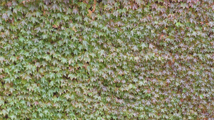 A background view of a wall covered in climbing ivy leaves. 
