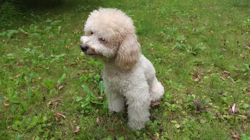 Small white poodle on grass. Small white dog on grass. Curly fluffy fur. Looking at camera. Green lawn background. 