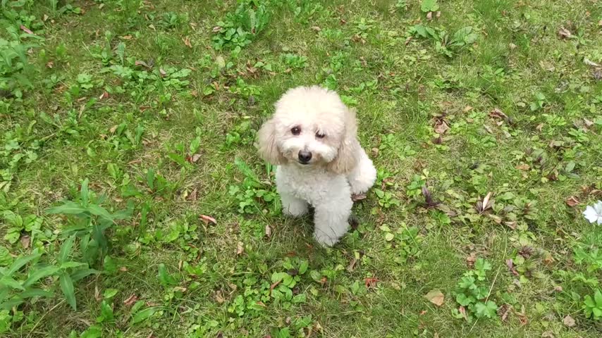 White poodle on grass. Small white dog on grass. Fluffy curly coat. Green lawn background. Looking away. Outdoor photo. Vertical shot.