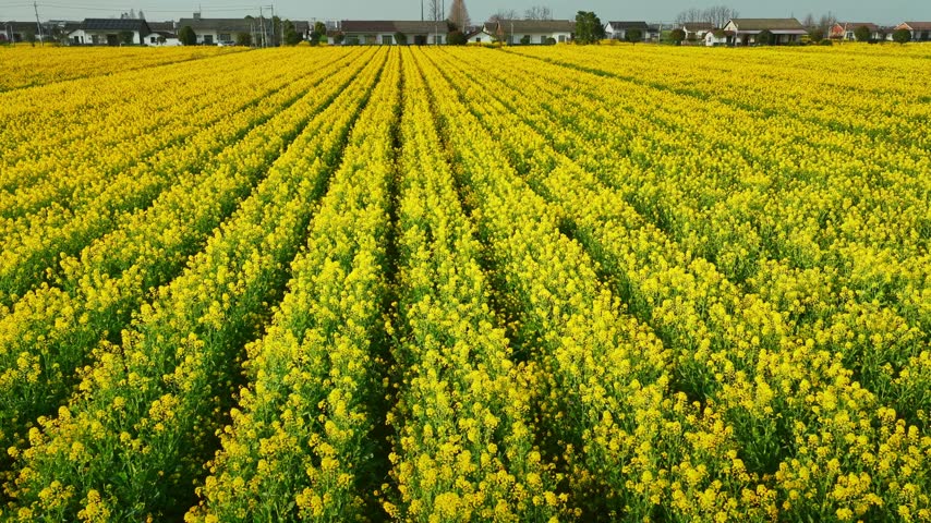 Aerial view of a vibrant rural flower park with wooden boardwalks and observation towers amid blooming yellow fields in the countryside.