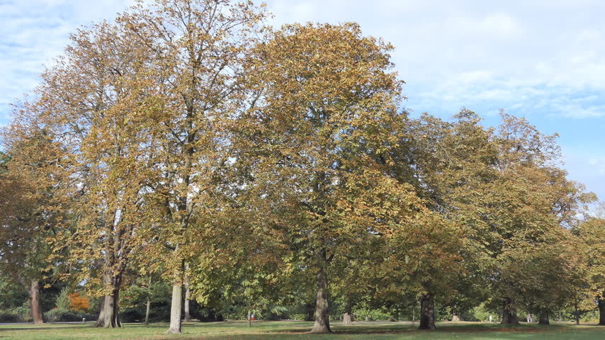 Tall deciduous trees are scattered across an open green lawn in an autumn park.