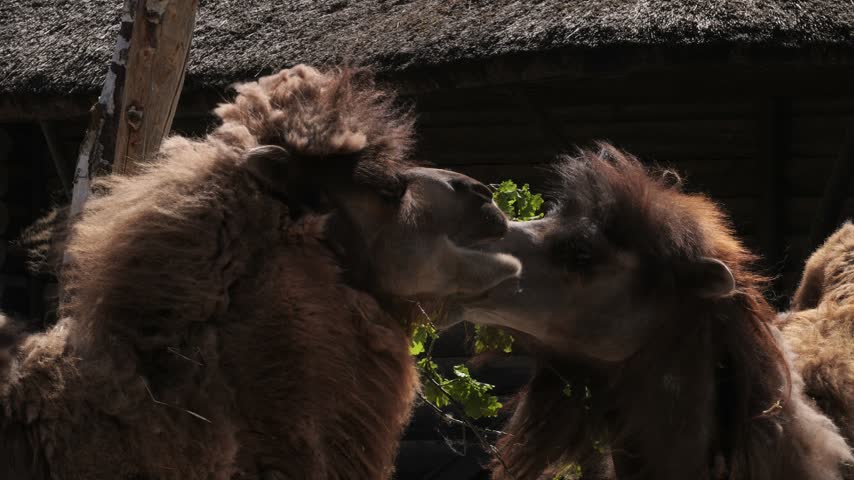 Two Bactrian Camels (Camelus bactrianus) eating leaves outdoors