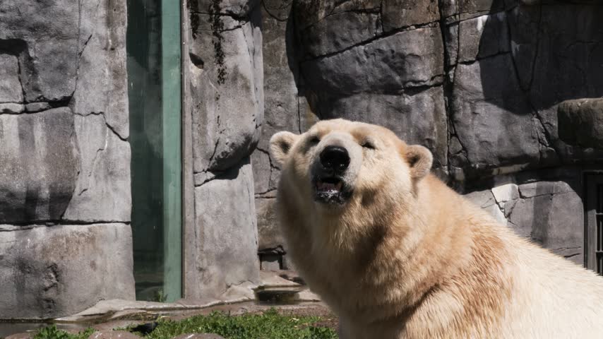 Polar Bear (Ursus maritimus) close-up inside enclosure