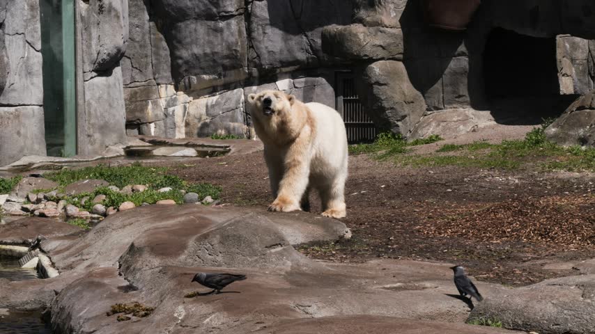 Polar Bear (Ursus maritimus) walking on rock enclosure