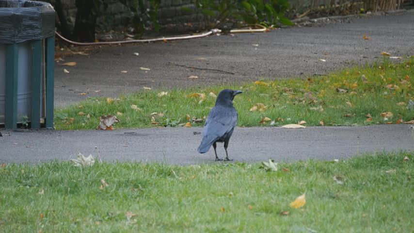 A crow standing on an asphalt path beside the grass. 