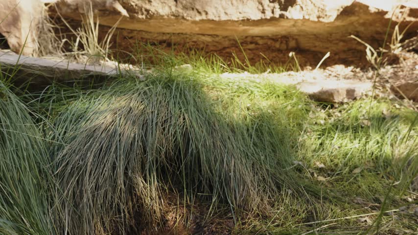 A chipmunk jumps from an overhanging ledge then down onto the grass and to the edge of a tiny spring in the mountains of Southern Utah USA to get a drink of water before jumping back up.