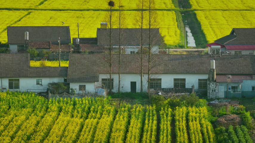 Aerial view of a vibrant rural flower park with wooden boardwalks and observation towers amid blooming yellow fields in the countryside.