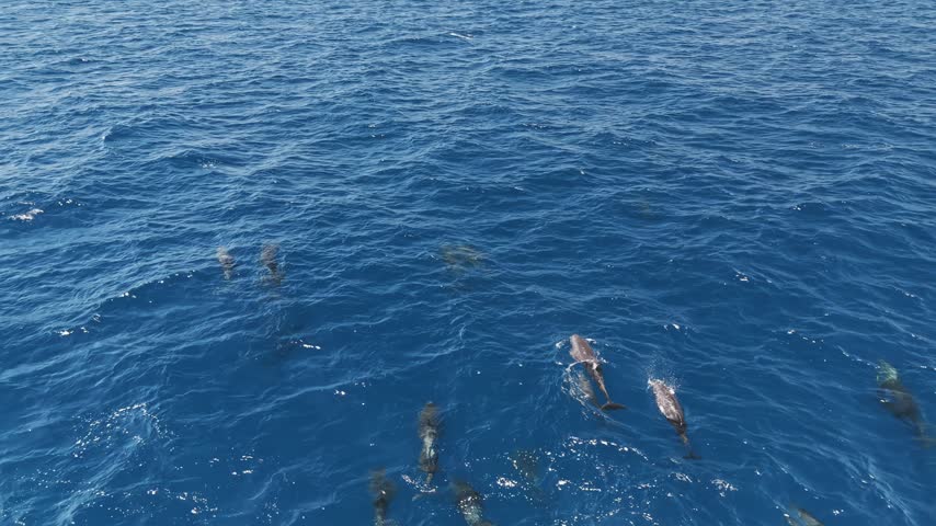 Dolphin leaping high above the ocean surface in a spectacular display of movement and energy, captured during a beautiful marine wildlife moment against the open sea backdrop.