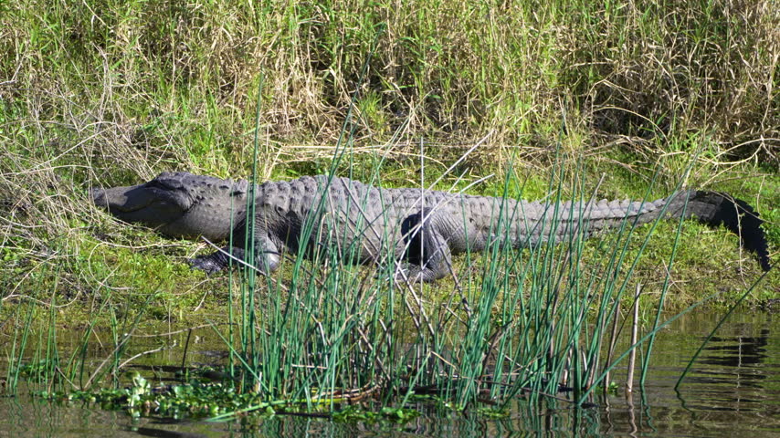 Large alligator basking in the sun near freshwater pond in Florida marshland, natural wildlife habitat.