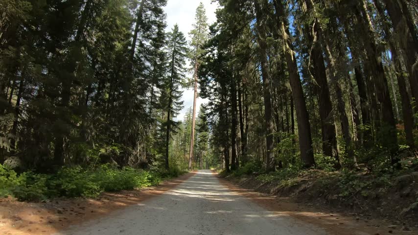 Driving Plate Dirt Road POV Washington State Pacific Northwest to Lake Wenatchee. Beautiful Day Winding Road, Mountains, Trees, Forest