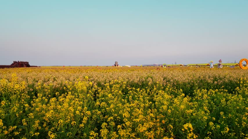 Aerial view of a vibrant rural flower park with wooden boardwalks and observation towers amid blooming yellow fields in the countryside.