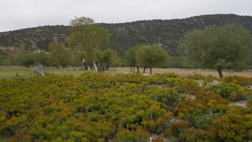 Egirdir Lake landscape featuring various trees and colorful shrubs under an overcast sky
