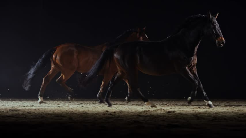 Slow motion medium dolly shot of two horses running in the riding hall at night. Shot in Slovenia