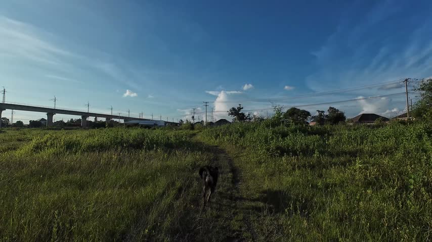 Dog walking on a trail through grassy fields