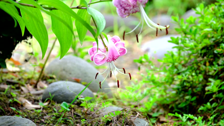 A cute pink lily flower.