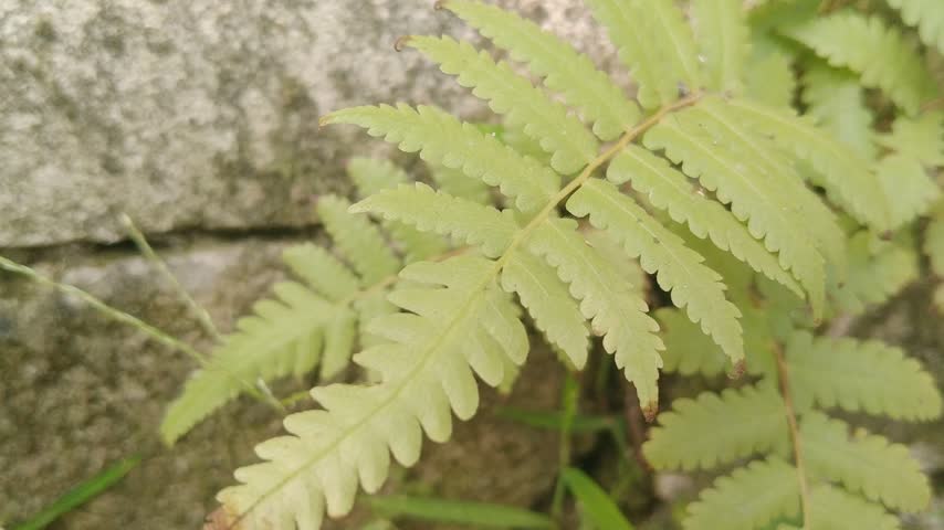 Beautiful Maidenhair Fern Plant with Delicate Green Leaves Growing Fresh and Lush in a Natural Garden Setting