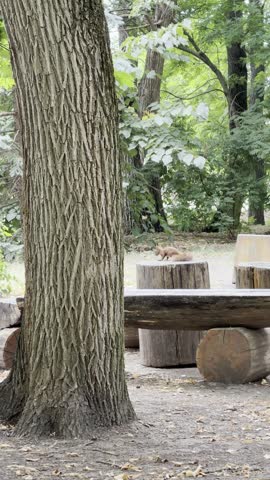 A squirrel with a nut in its paws ran away from a wooden table into the bushes. Squirrel in the park