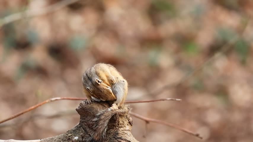 Chipmunk cleaning itself in the woods