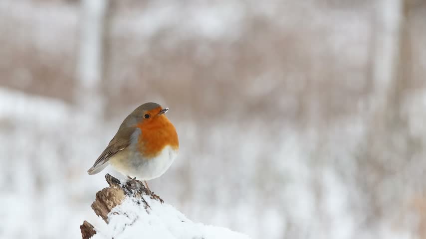 European robin in the snow in Brussels