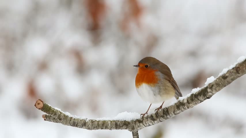 European robin bird perching in the snow 
