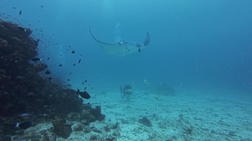 Giant Manta Rays at Cleaning Station